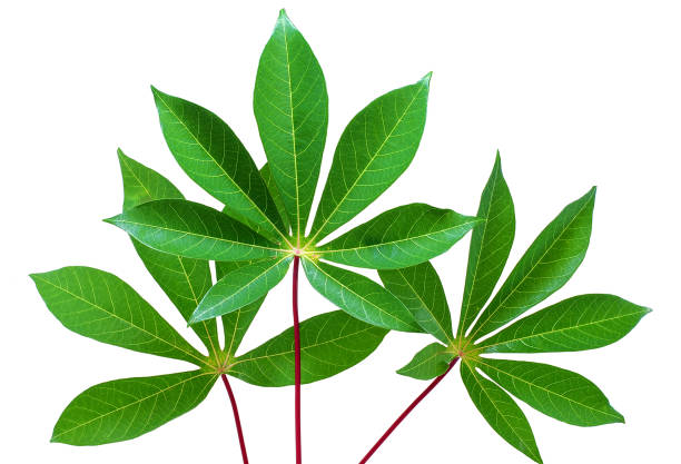 Cassava Leaves