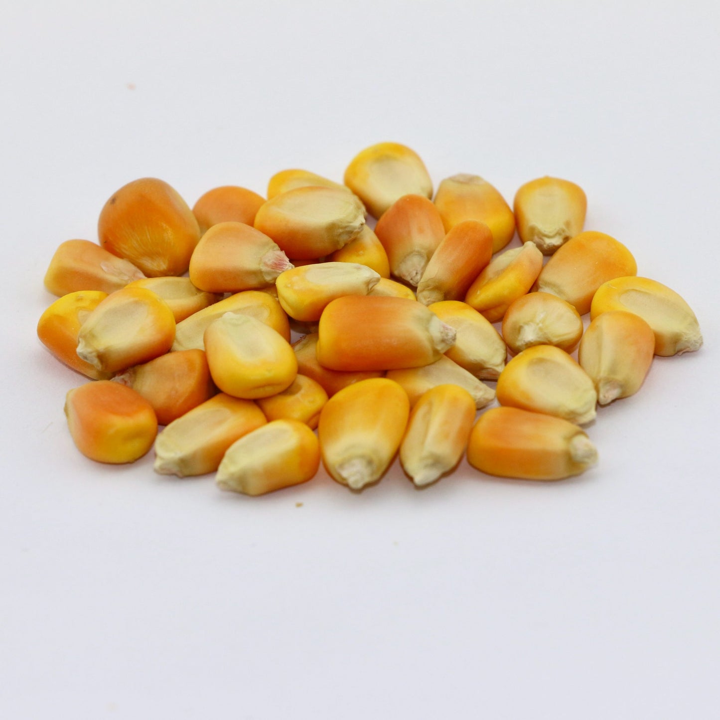 Corn Kernels